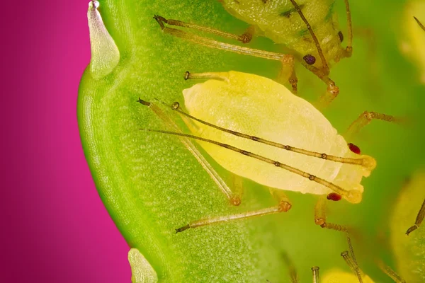 Visão extremamente nítida e detalhada dos pulgões verdes na folha tirada com o objetivo do microscópio empilhado de muitas fotos em uma imagem muito nítida . — Fotografia de Stock