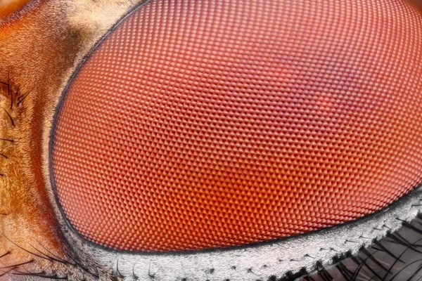 Extreme sharp and detailed fly compound eye surface at extreme magnification taken with microscope objective — Stock Photo, Image