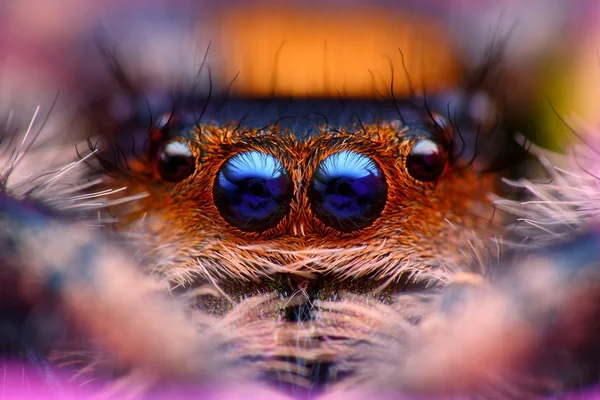 Jumping spider Phidippus regius head close up — Stock Image Jumping spider Phidippus regius head close up Stock Picture