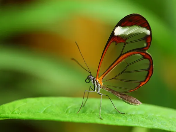 유리 날개 나비 (그 레 타 오토) 스톡 사진