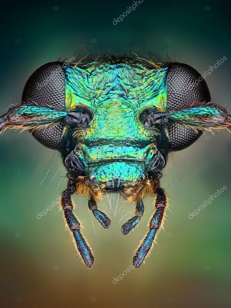 Extreme Sharp And Detailed View Of Green Metallic Bug Head Taken With Microscope Objective Stacked From Many Shots Into One Very Sharp Photo Stock Photo Image By C Tomatito