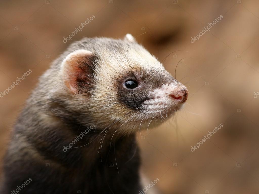 European Pine Marten Detail Stock Photo Image By C Tomatito