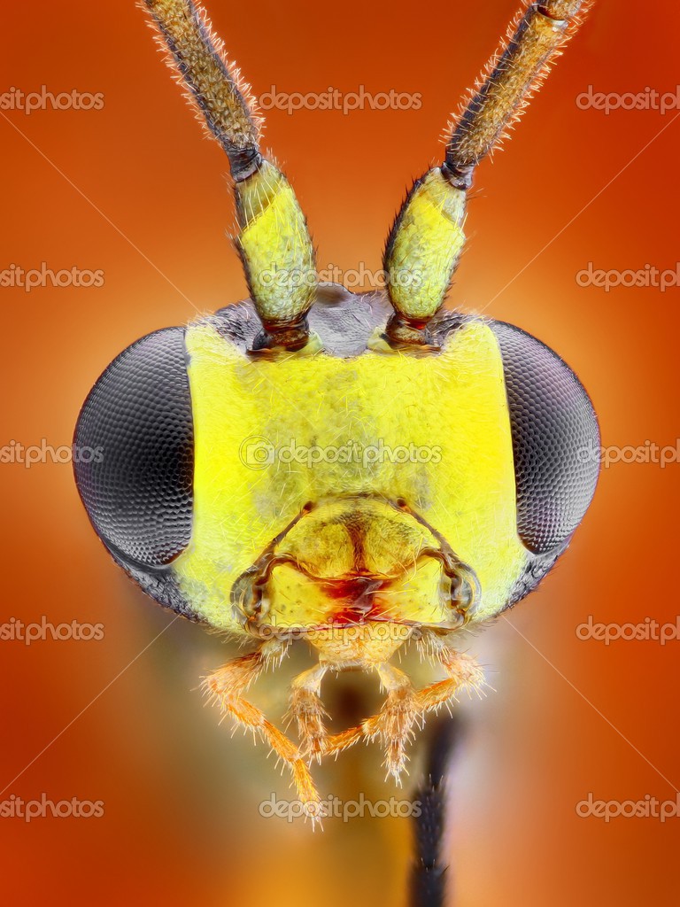 Retrato macro agudo y detallado extremo de la cabeza de avispa pequeña
