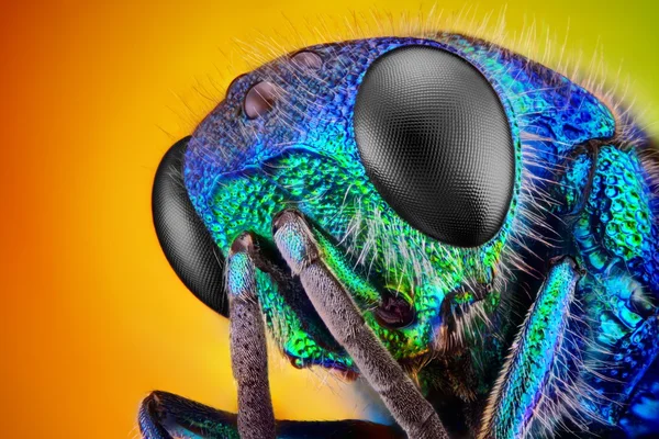 Cuco vespa — Fotografia de Stock