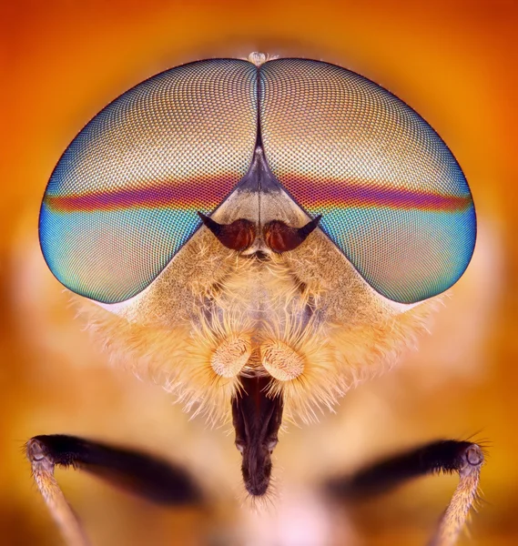 Horsefly — Stock Photo, Image