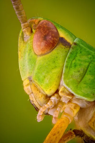 Grön gräshoppa huvud — Stockfoto