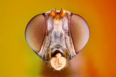 kafa fly