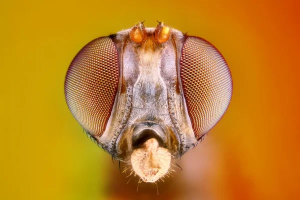 Fly head — Stock Photo, Image