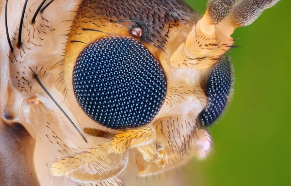 Estudo de pequena cabeça de inseto — Fotografia de Stock