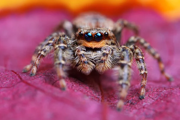 Marpissa muscosa araña saltadora —  Fotos de Stock