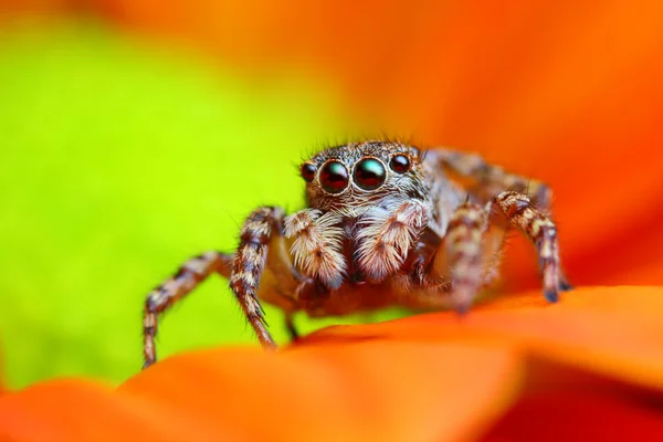 Aranha saltitante árabe — Fotografia de Stock