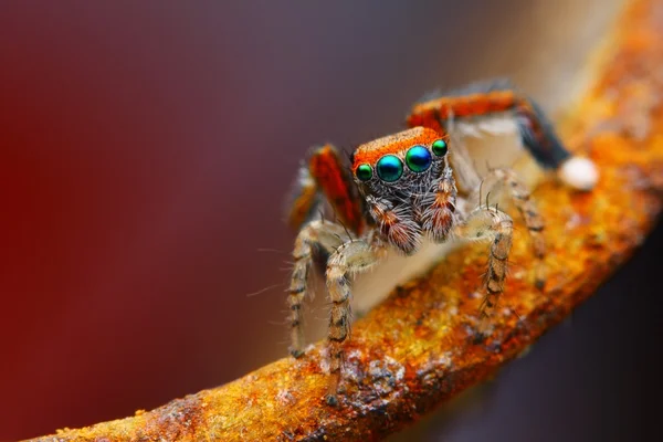 Araña saltadora mediterránea — Foto de Stock