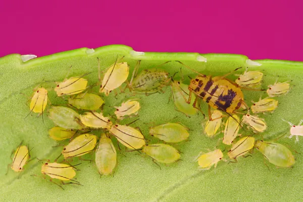 Green aphids on leaf — Stock Photo, Image