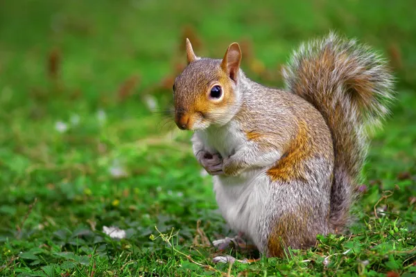 Gray squirrel — Stock Photo, Image