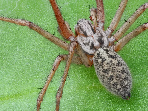 Spider — Stock Image Spider Stock Image