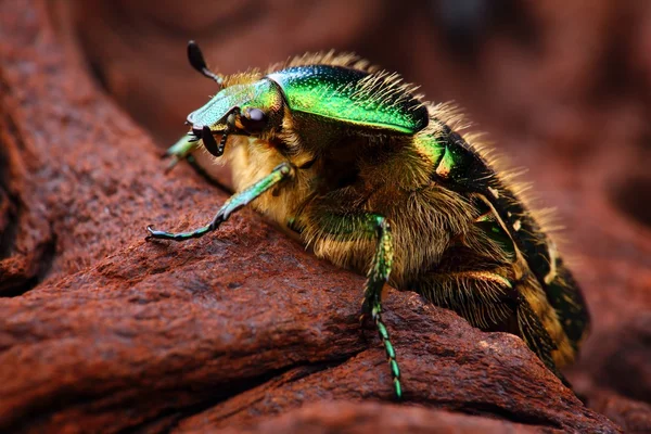 Scarabeus — Stock fotografie