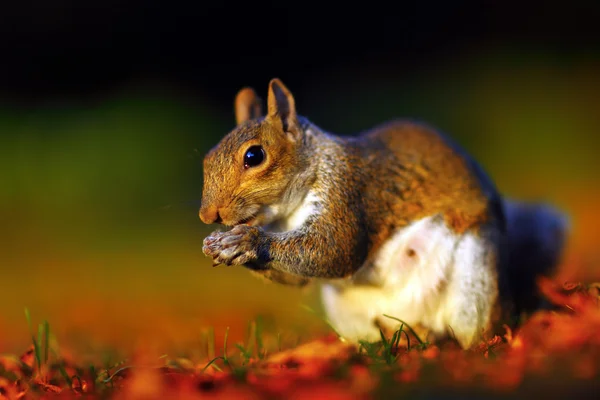 Eichhörnchen aus nächster Nähe — Stockfoto