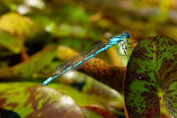 Blue damselfly — Stock Photo, Image