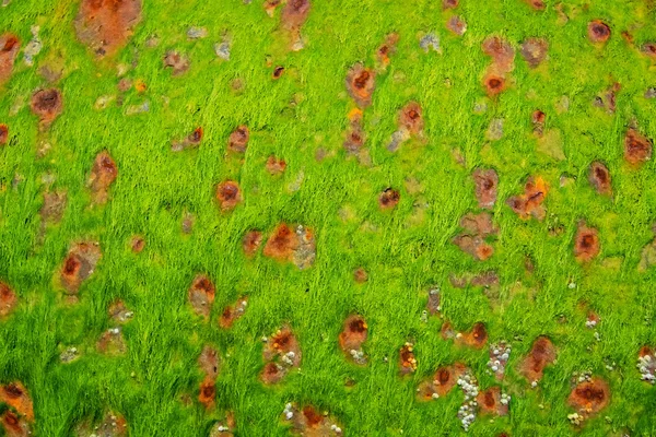 Rostige Textur mit grünem Seetang — Stockfoto