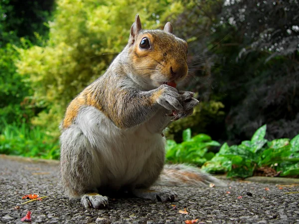Kíváncsi mókus eszik Stock Kép