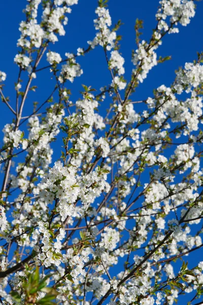 Blommande äppelträd — Stockfoto