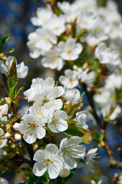 Fioritura — Foto Stock