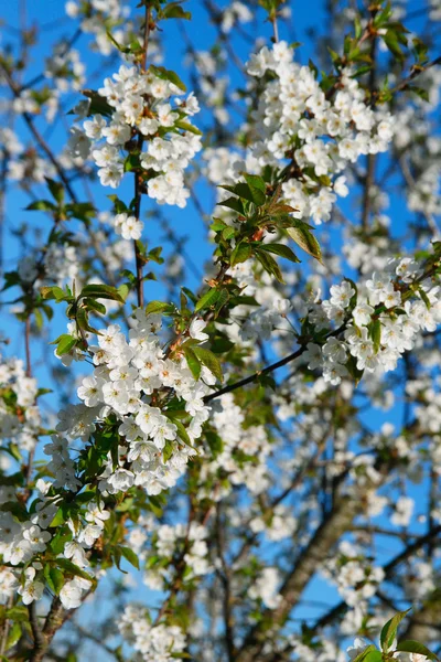 Blommande träd mot blå himmel — Stockfoto