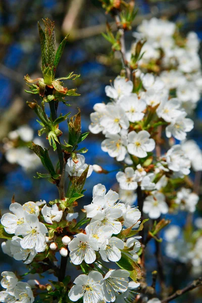 Floraison printanière — Photo