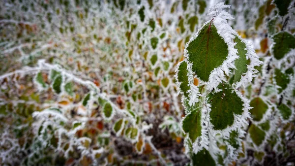 Cespugli Verdi Sono Coperti Brina Fondo Caduta Tardiva — Foto Stock