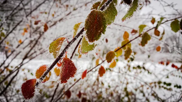 秋末的早上在公园里 灌木丛中覆盖着白霜 初雪落在地上 — 图库照片