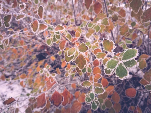 Manhã Parque Final Outono Arbustos Estão Cobertos Geada Primeira Neve — Fotografia de Stock