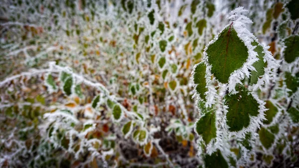 Cespugli Verdi Sono Coperti Brina Fondo Caduta Tardiva — Foto Stock