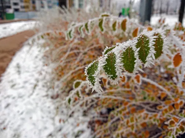 Manhã Parque Final Outono Arbustos Estão Cobertos Geada Primeira Neve — Fotografia de Stock