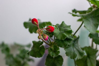 Sardunya tomurcuğu yeşil yapraklarının arka planında.