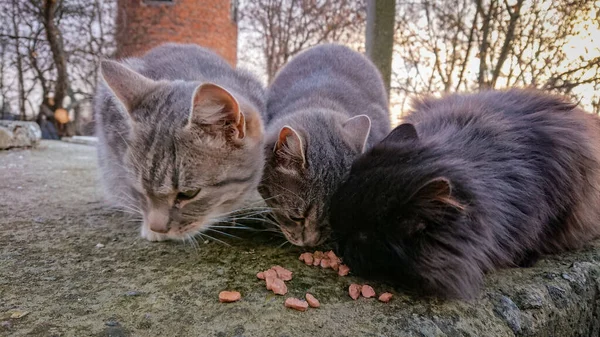 Trois Chats Errants Mangent Ensemble Dans Rue — Photo