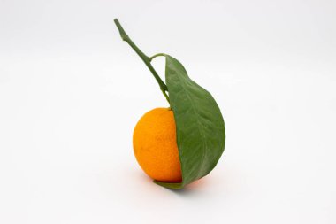 Beyaz arka planda yeşil yapraklı bir Mandarin. İzole edilmiş resim