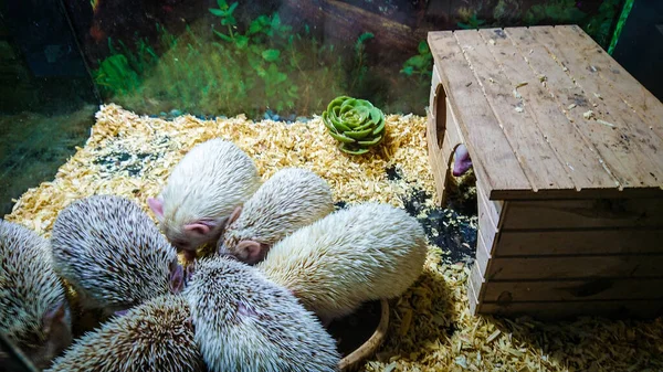 Albino Hedgehogs Їдять Тієї Тарілки Корпус — стокове фото