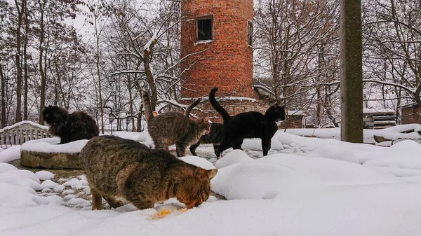 Zimowy Poranek Zbłąkane Koty Jedzą Ryby — Zdjęcie stockowe