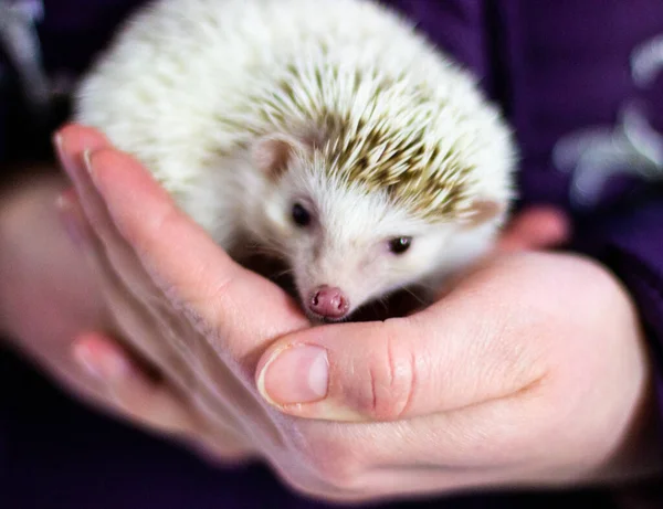 Albino hedgehog held in its hands.