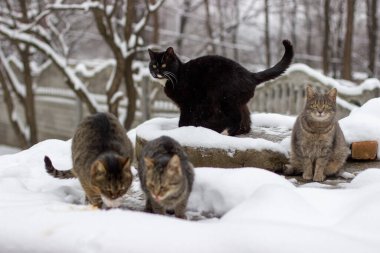 Kış sabahı. Sokak kedileri balık yer.