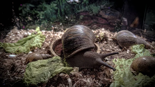 Achatina Fulica Πίνει Νερό Από Μπολ Στο Ενυδρείο — Φωτογραφία Αρχείου