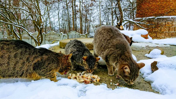 Wintermorgen Streunende Katzen Fressen Fische — Stockfoto