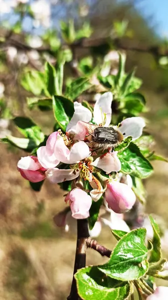 Tropinota Hirta Pests Apple Orchard — Stock Photo, Image
