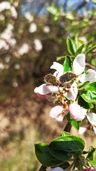 Tropinota Hirta Pests Apple Orchard — Stock Photo, Image