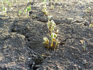 Tarladaki kuraklık yüzünden soya fasulyesi mahsulü yok edildi.