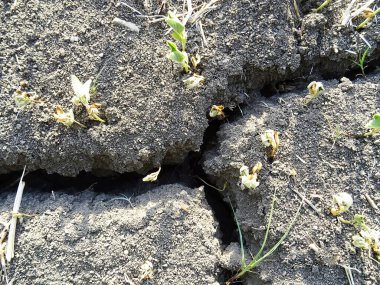 Tarladaki kuraklık yüzünden soya fasulyesi mahsulü yok edildi.