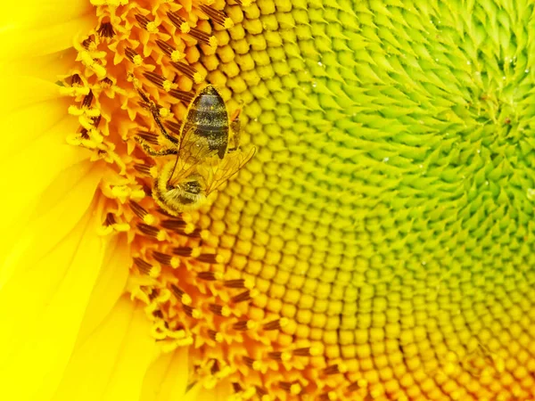 Blommande Solrosor Fältet — Stockfoto