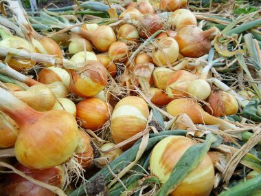 Onion harvest in the field