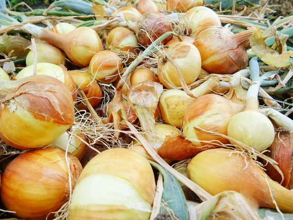 Onion Harvest Field — Stok fotoğraf