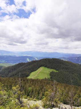 Dağlık bölgede yürüyüş, aromatik otlar.